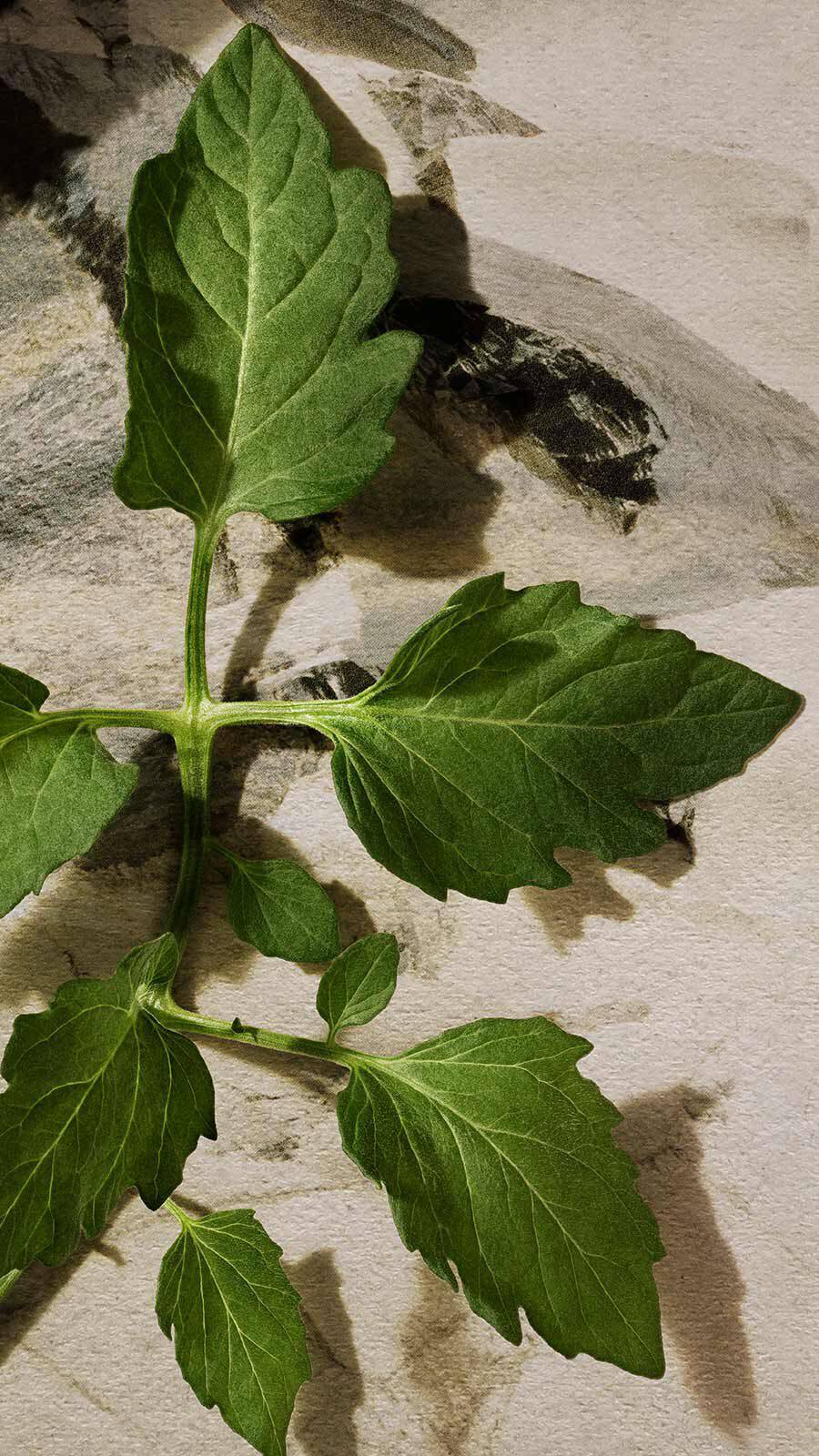 Green leafy herb sprig with lobed leaves casting a shadow against a pale stone wall.