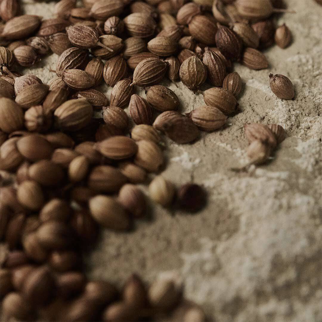 Close-up of coriander seeds scattered across a pale textured surface.