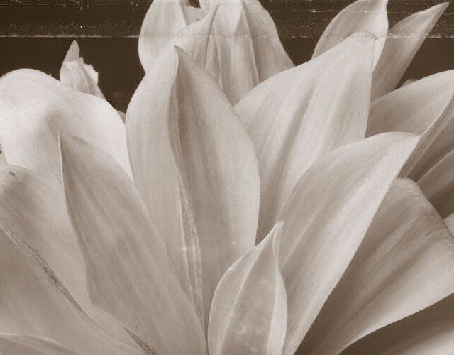 「フローラル」画像