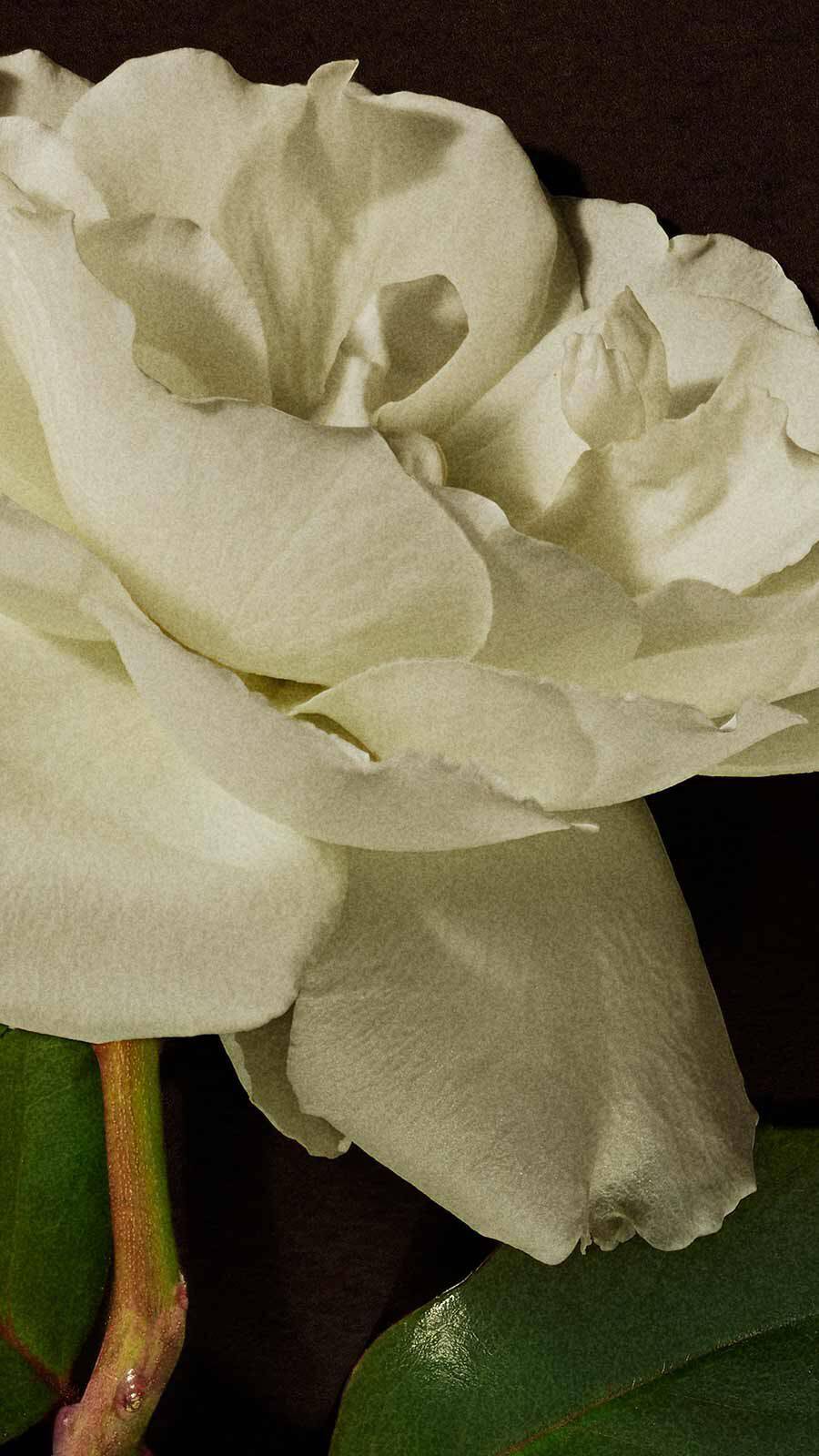 Close-up of a full white garden rose with layered petals against a dark background with a green leaf.