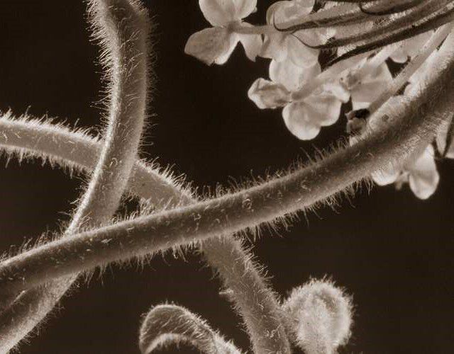 「フレッシュ」画像