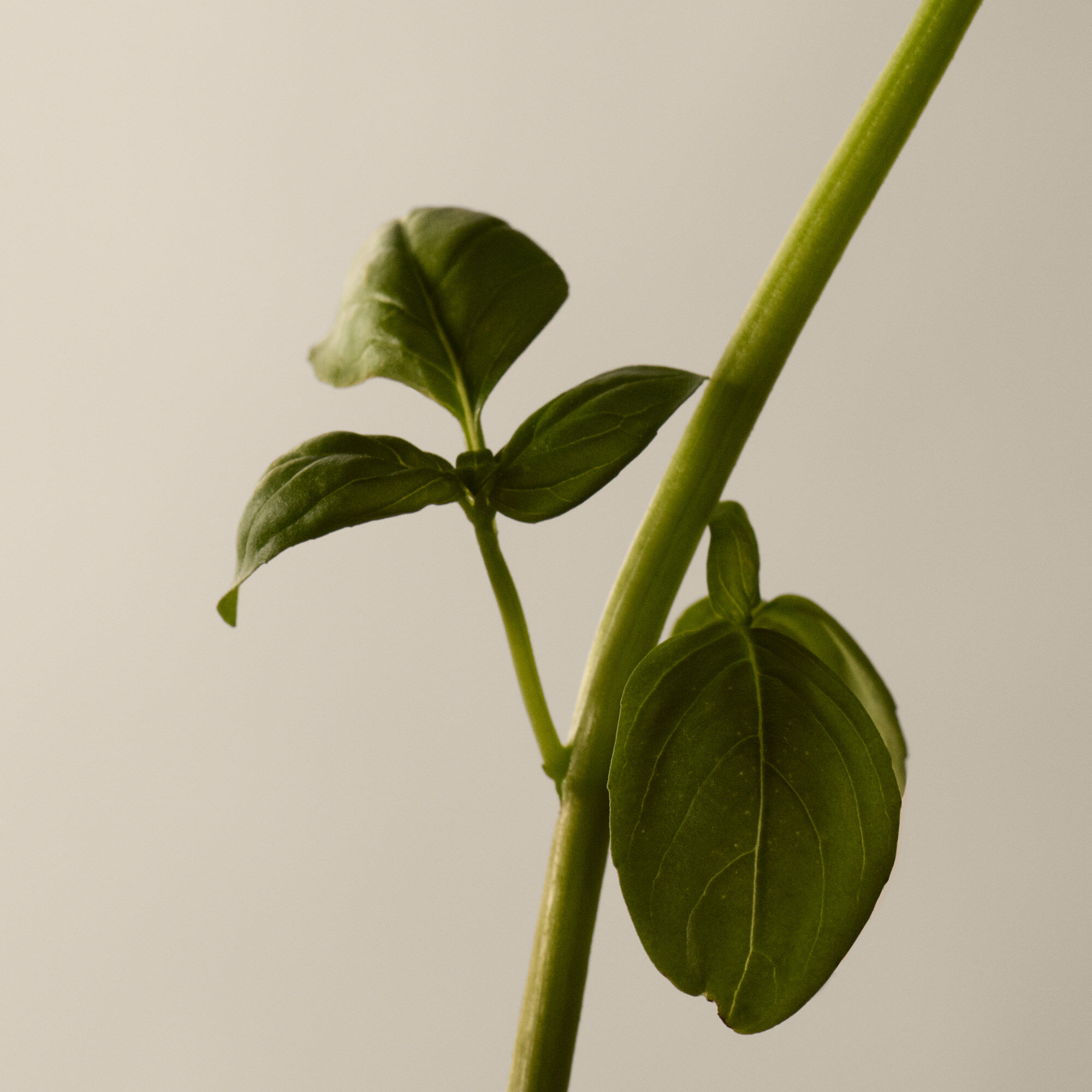 タシット オードパルファム