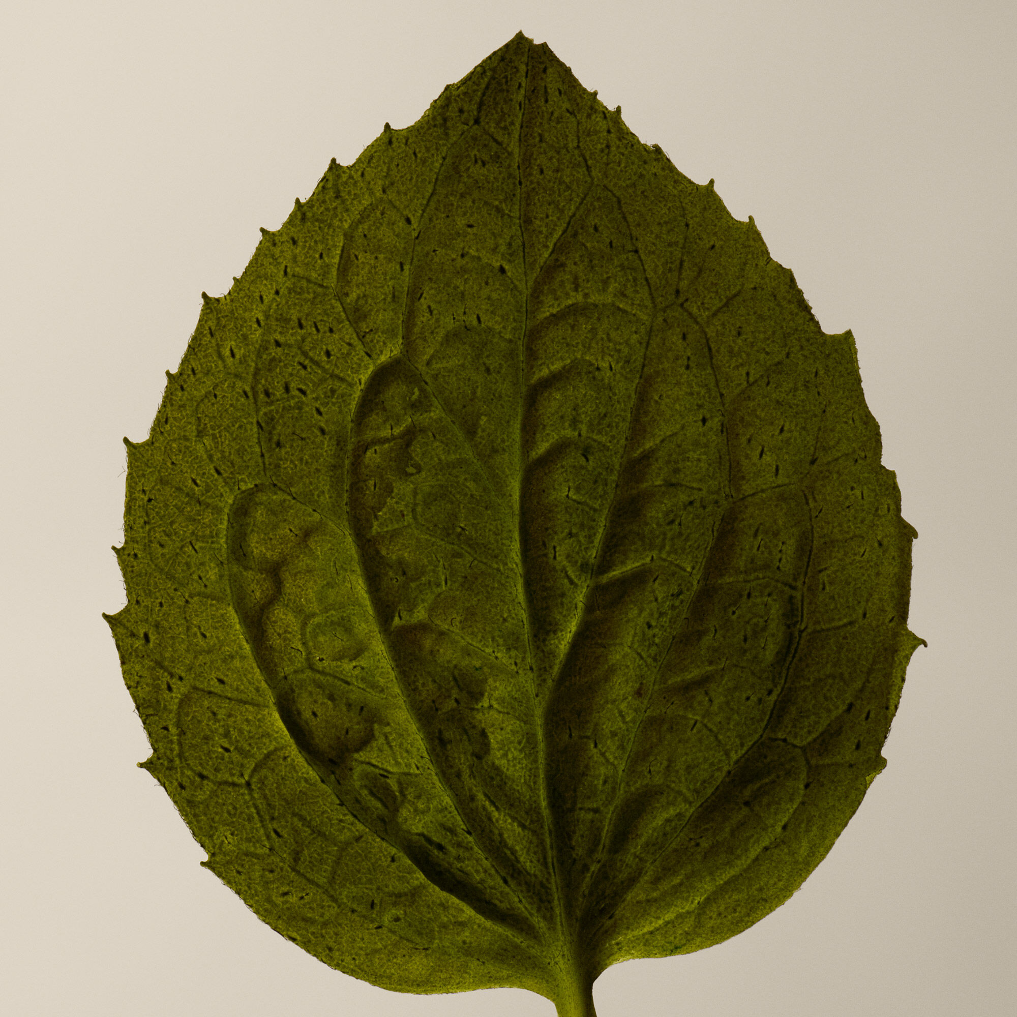 コリアンダー ボディクレンザー