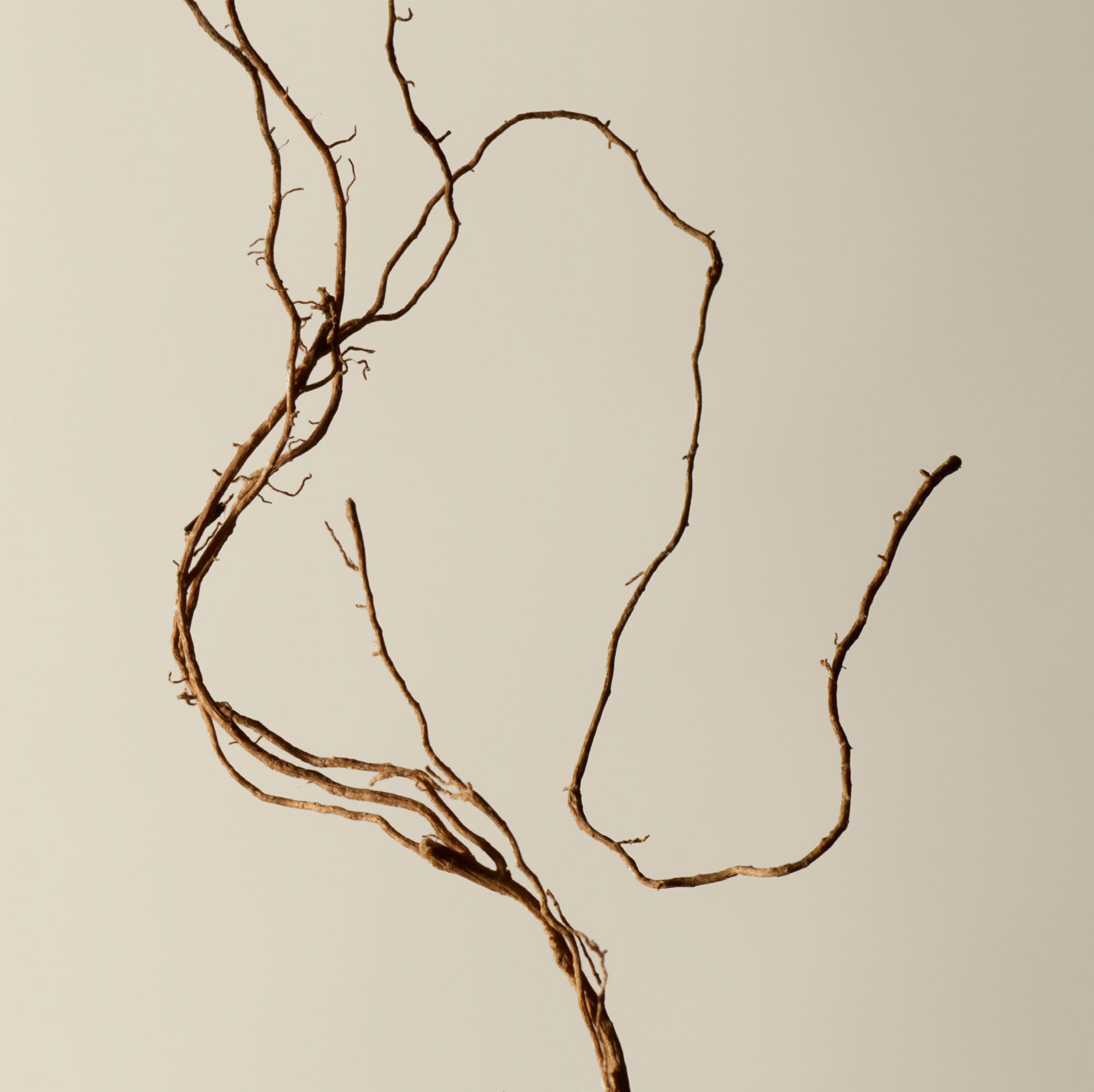 イソップ カゲロウ アロマティック インセンス