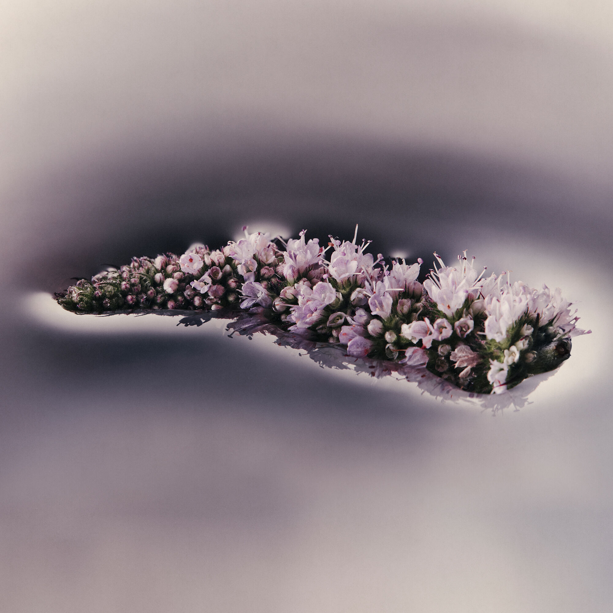 エレオス クリーム ボディクレンザー