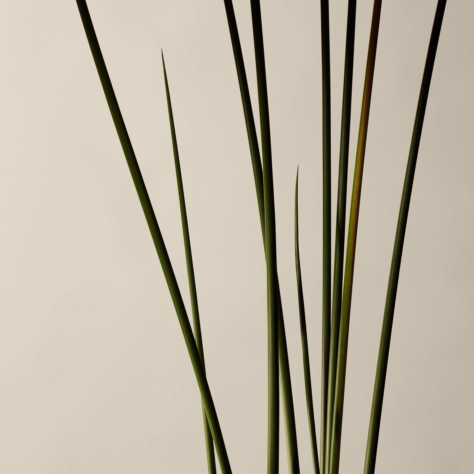 イソップ カゲロウ アロマティック インセンス