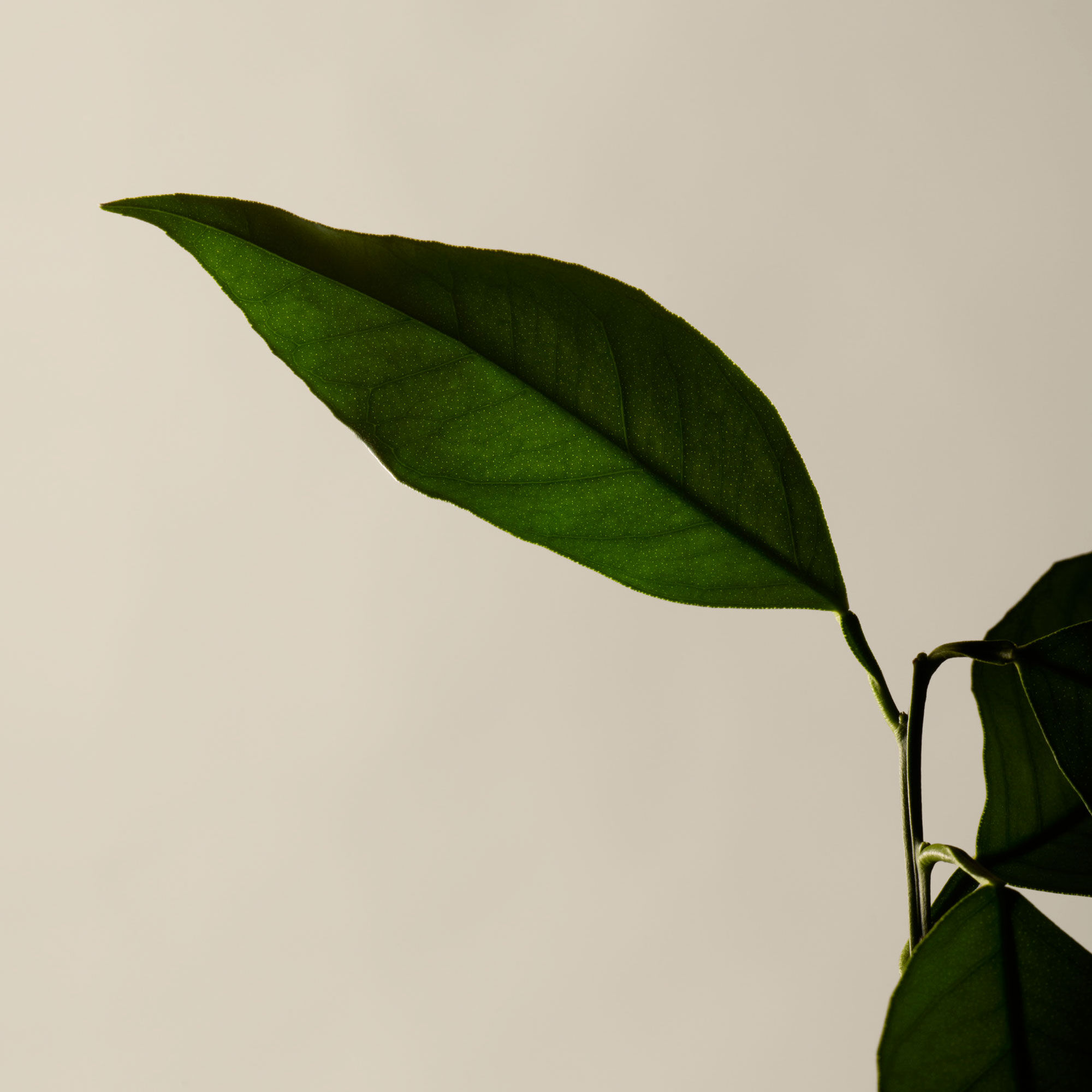 シトラス メランジュ ボディクレンザー